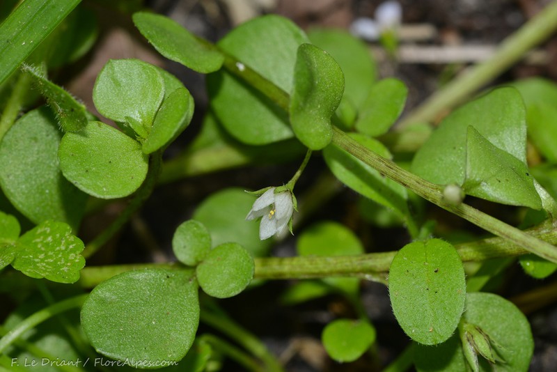 Lysimachia tyrrhenia photo 5