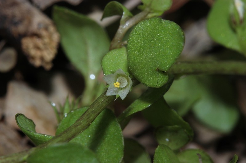 Lysimachia tyrrhenia photo 6