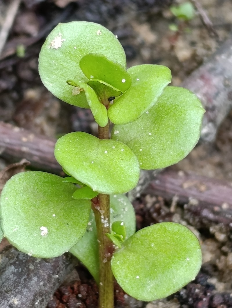 Lysimachia tyrrhenia photo 7