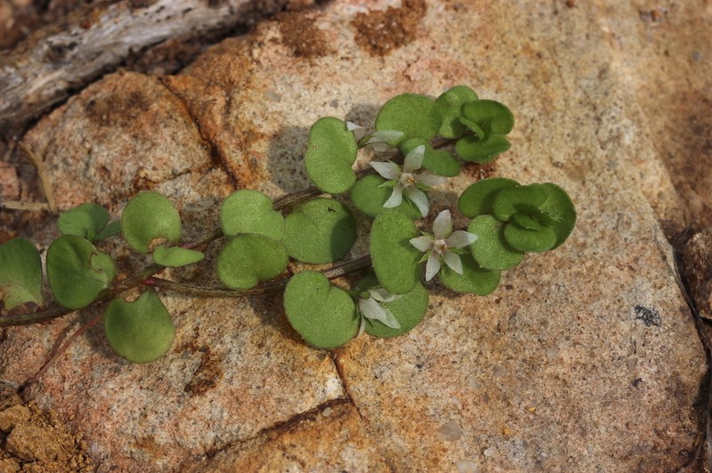 Lysimachia tyrrhenia photo 8