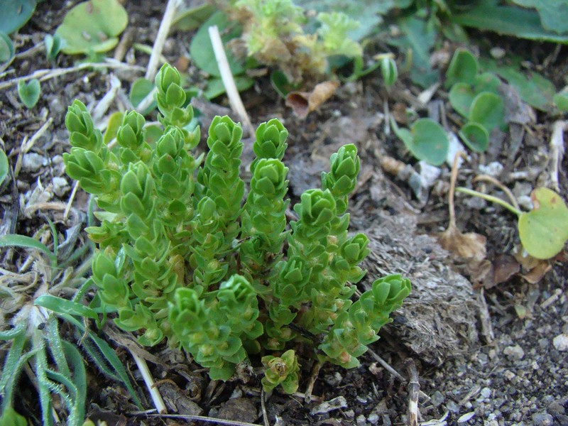 Lysimachia verna