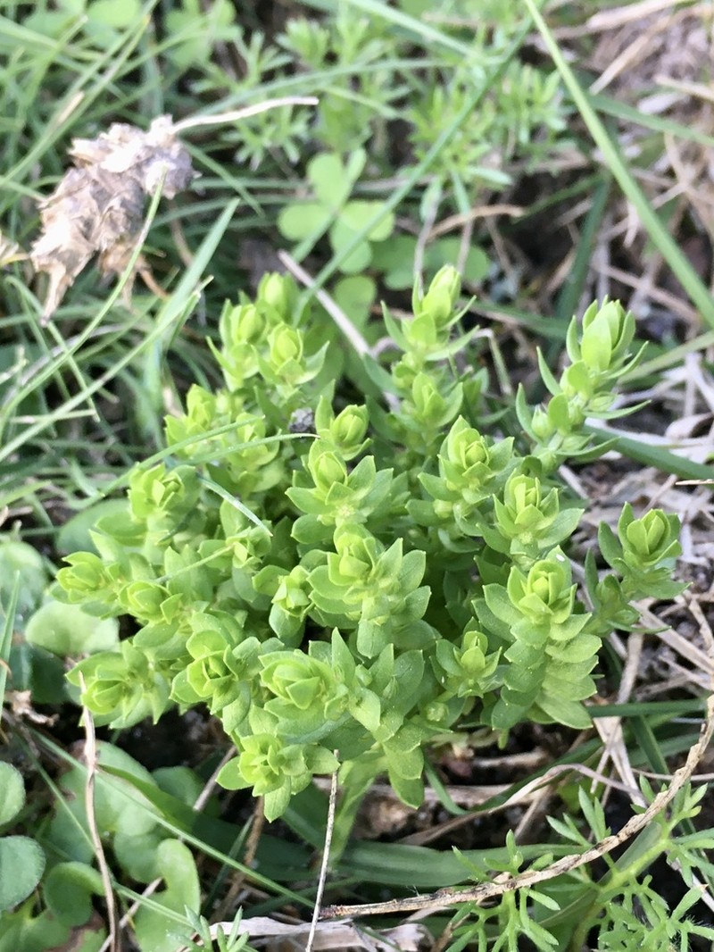 Lysimachia verna photo 2