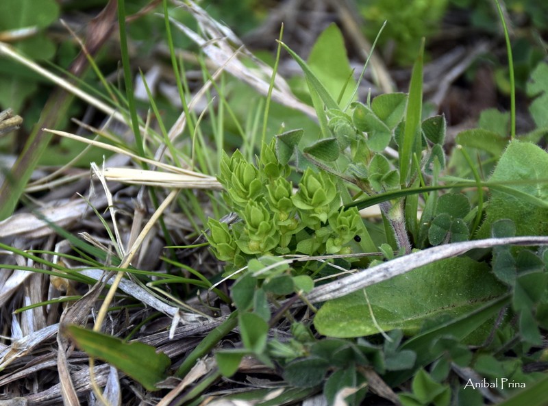 Lysimachia verna photo 3