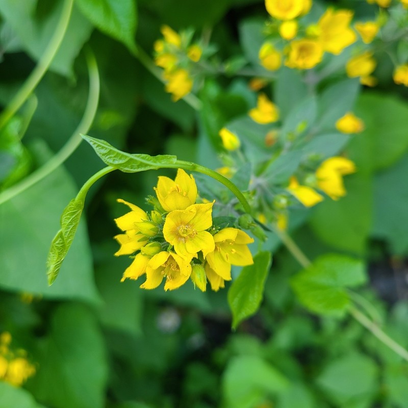 Lysimachia verticillaris