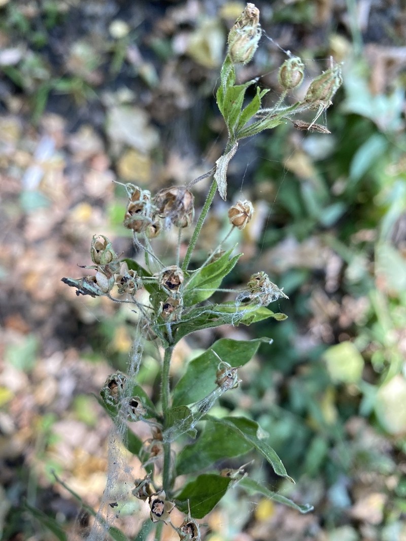 Lysimachia verticillaris photo 2