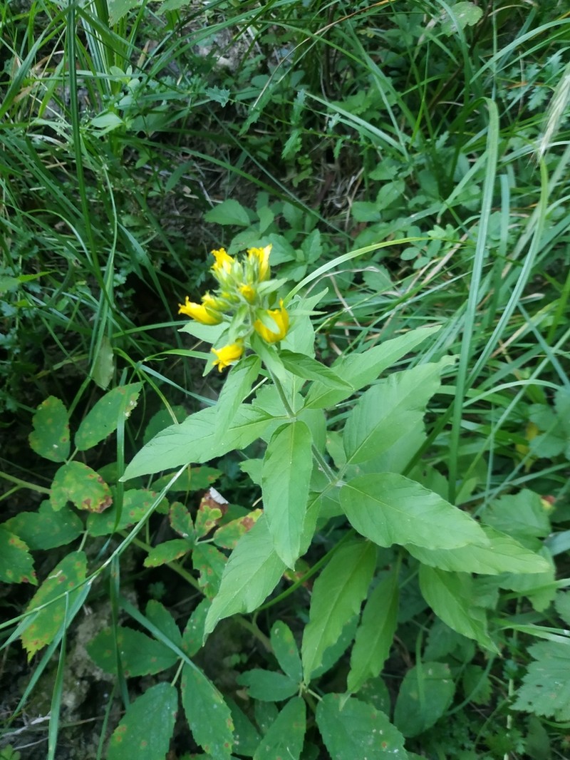 Lysimachia verticillaris photo 3