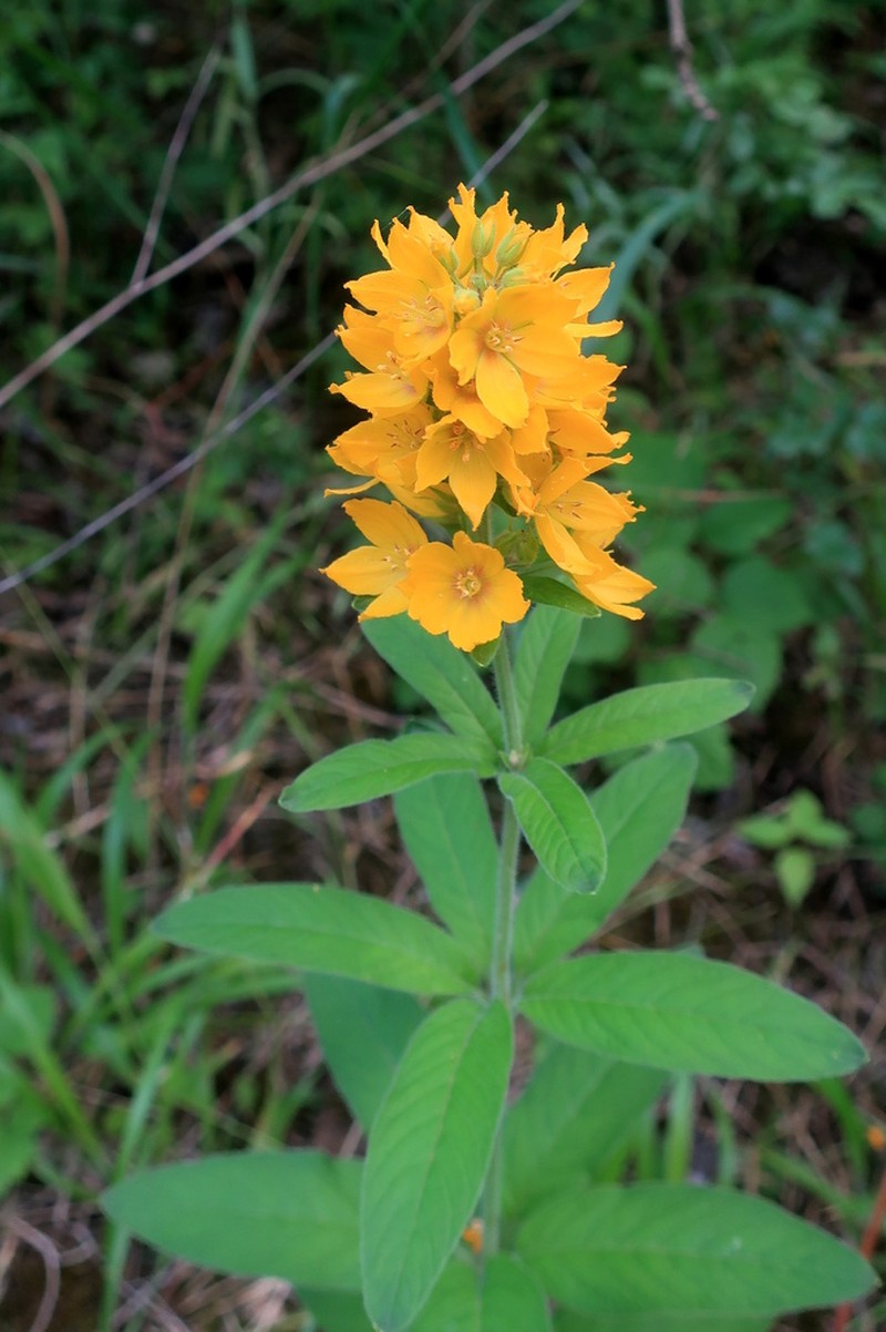 Lysimachia verticillaris photo 4