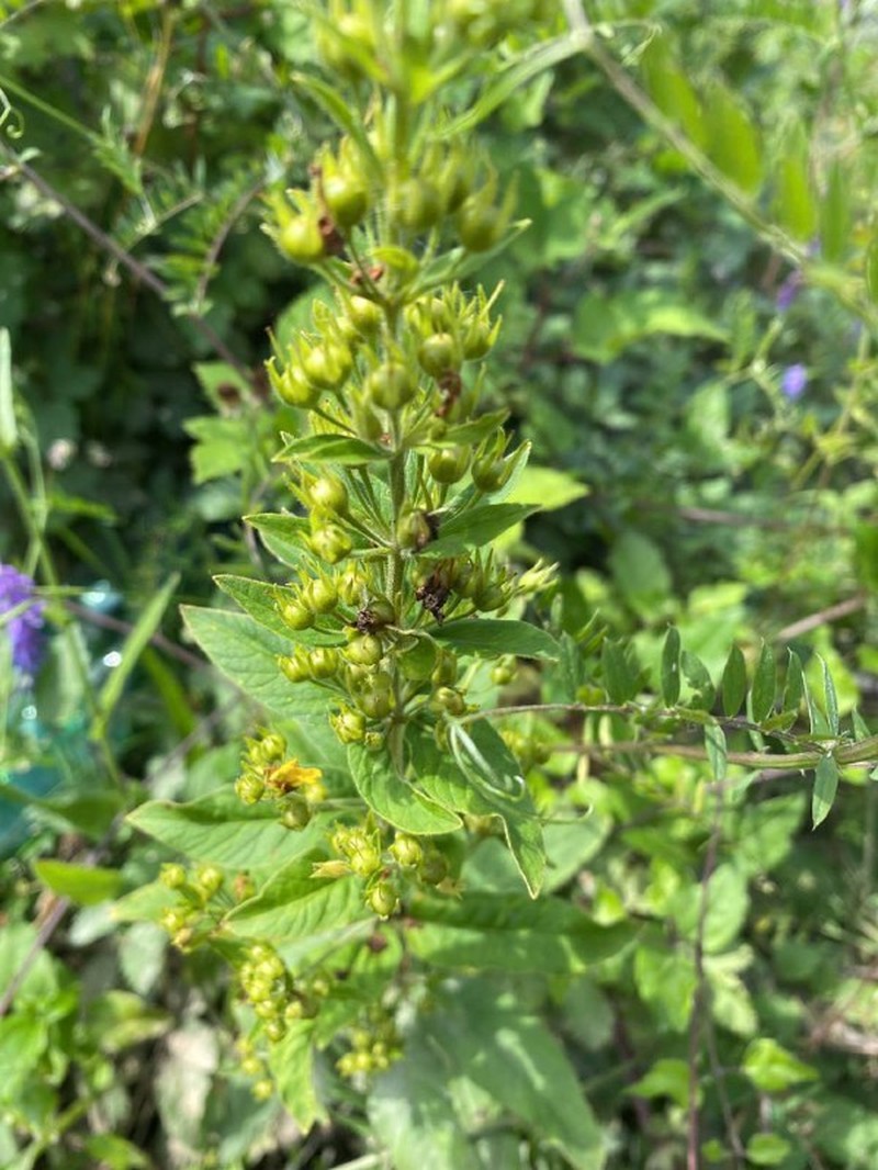Lysimachia verticillaris photo 5