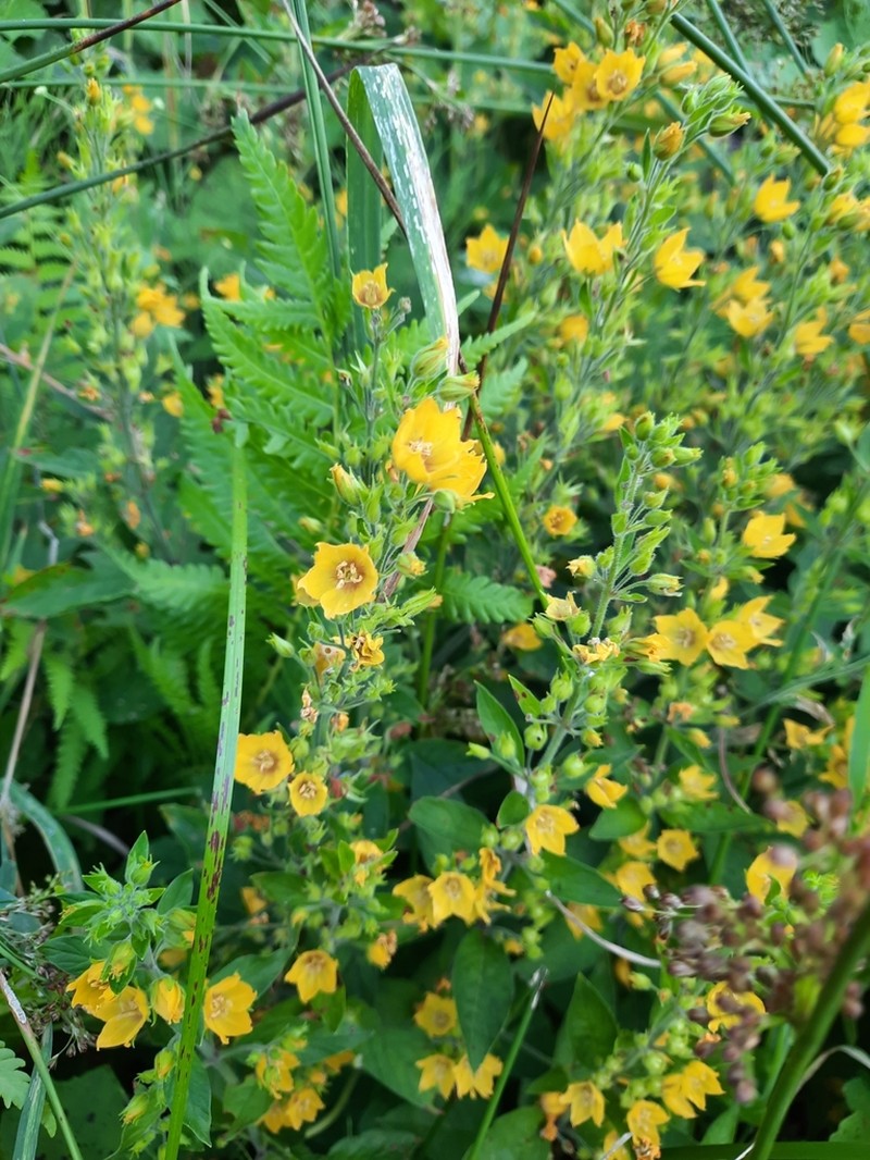Lysimachia verticillaris photo 6