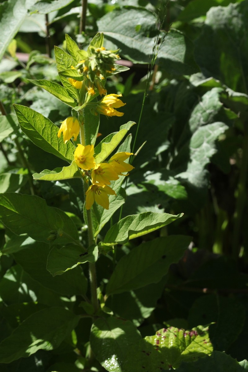 Lysimachia verticillaris photo 7