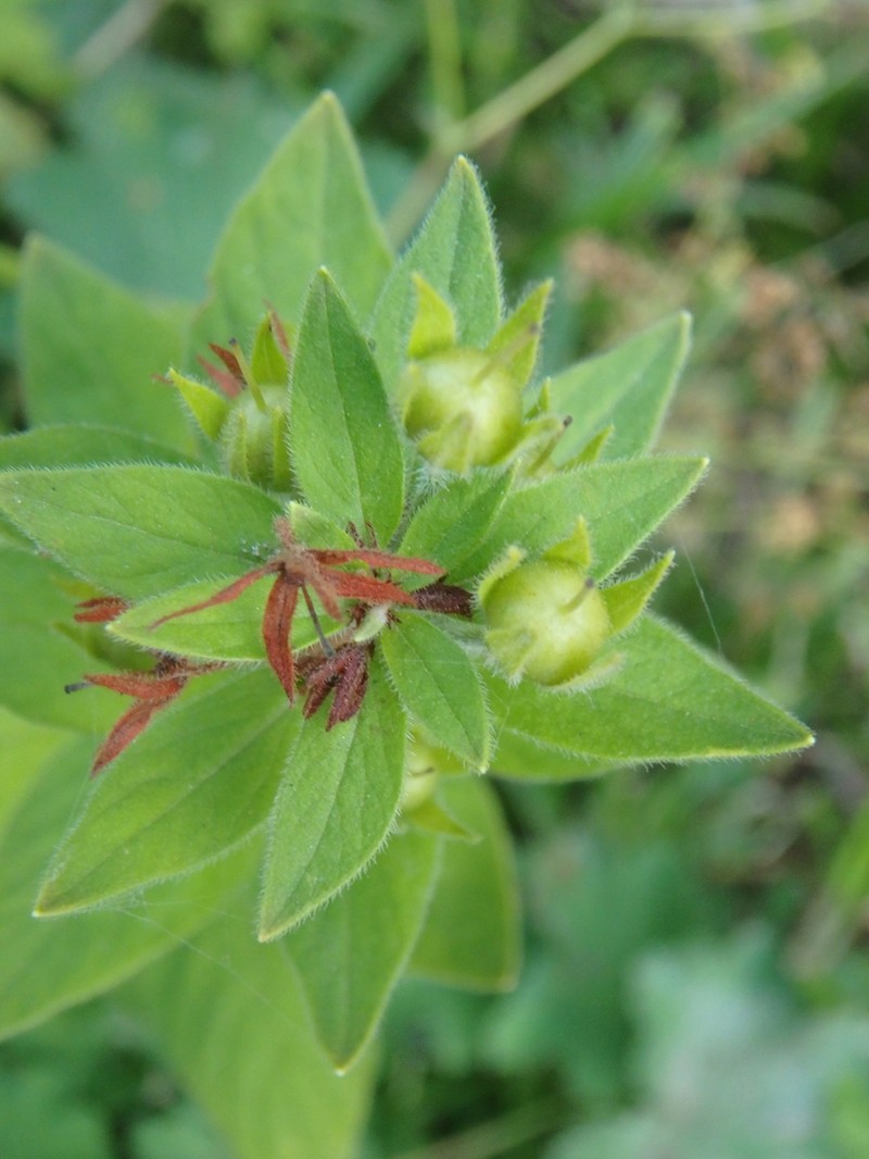 Lysimachia verticillaris photo 8