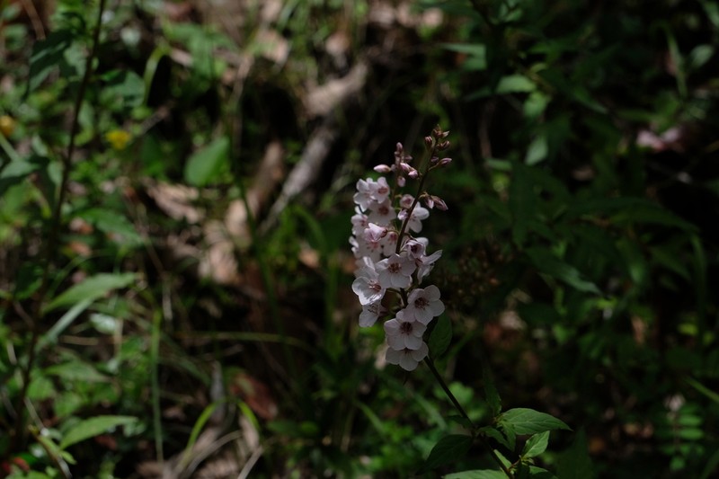 Lysimachia violascens