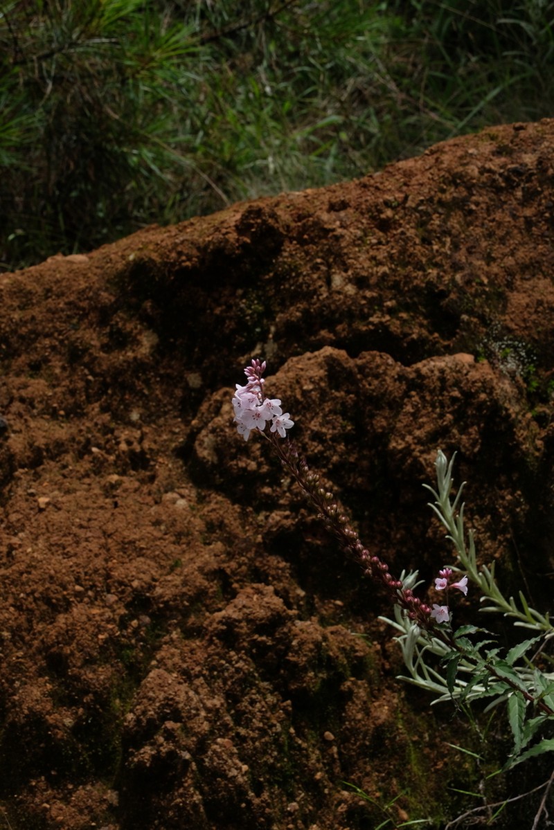 Lysimachia violascens photo 2