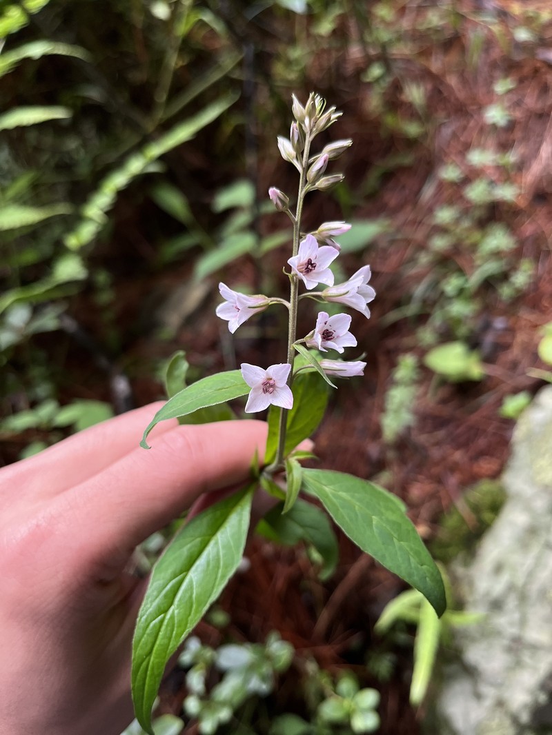 Lysimachia violascens photo 4