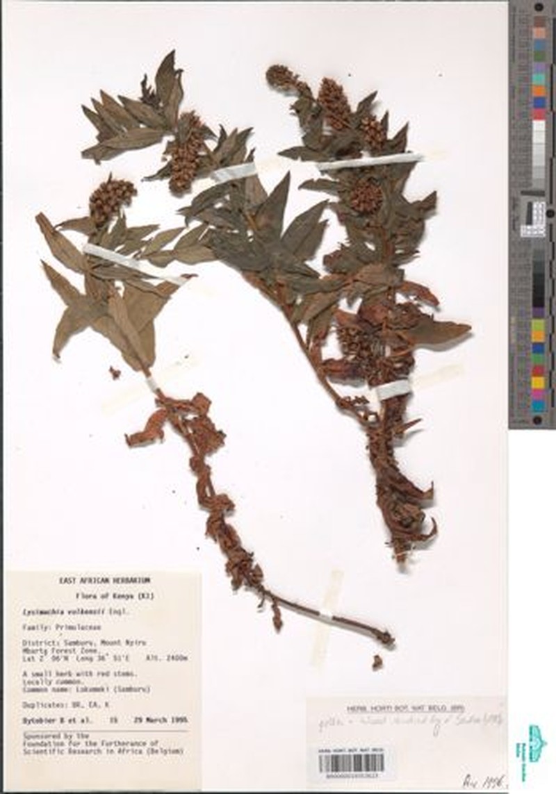 Lysimachia volkensii