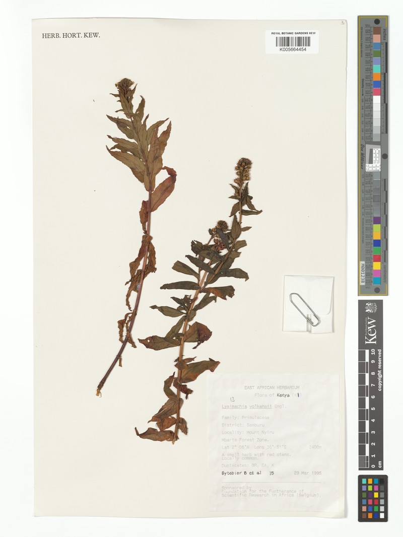Lysimachia volkensii photo 2