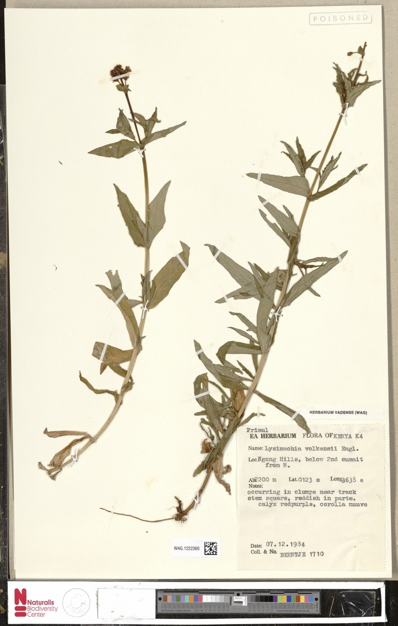 Lysimachia volkensii photo 3