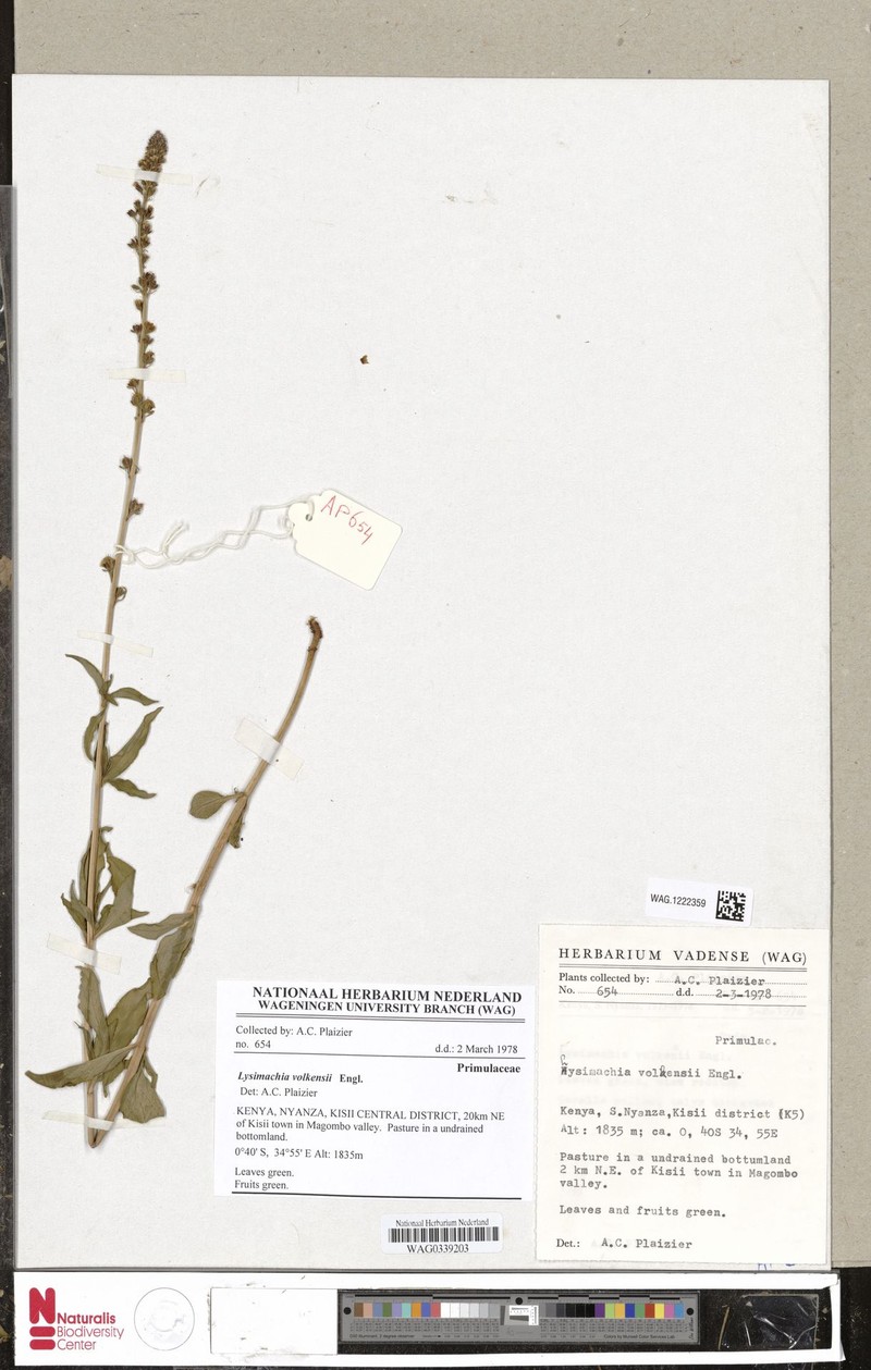 Lysimachia volkensii photo 4
