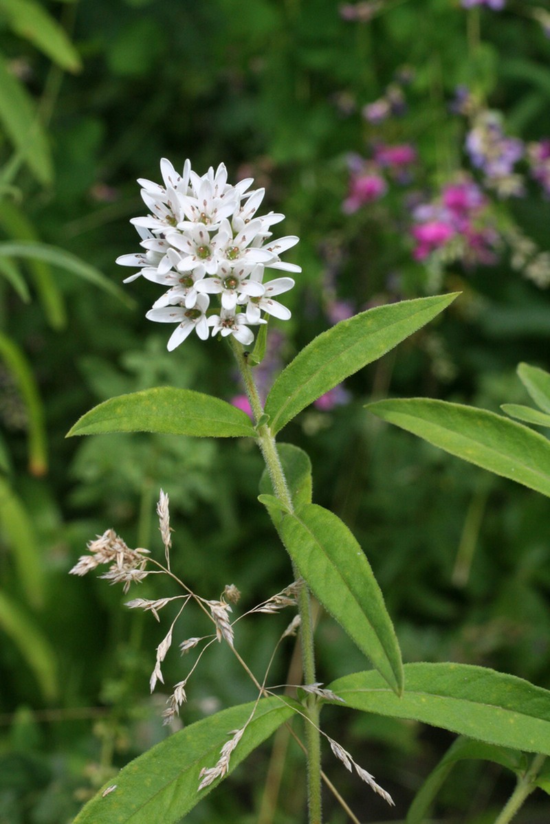 Lysimachia volkovae