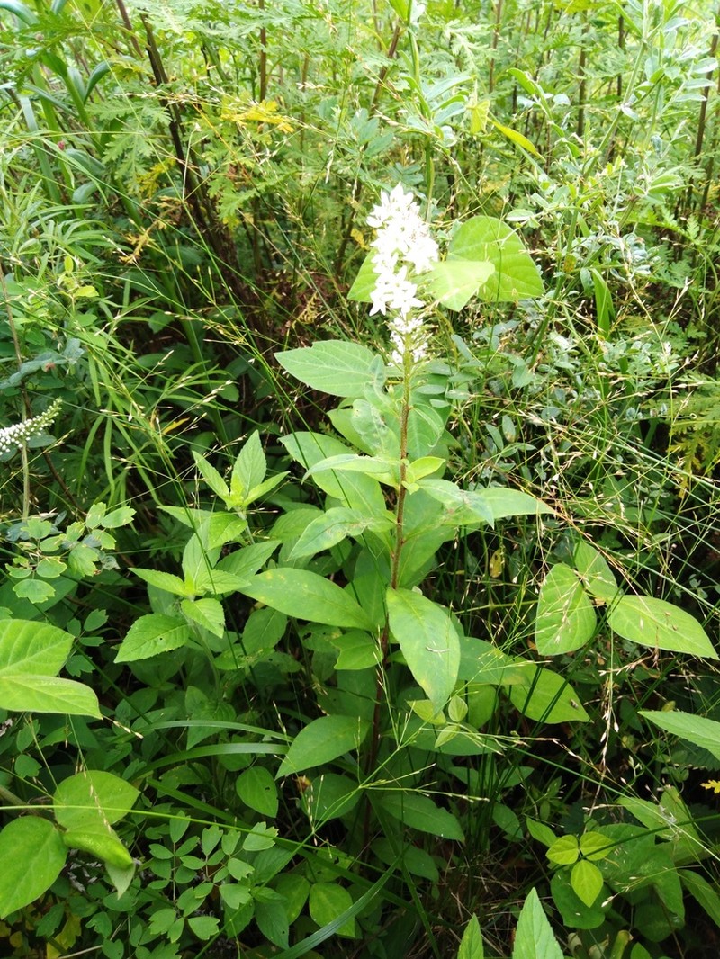 Lysimachia volkovae photo 2