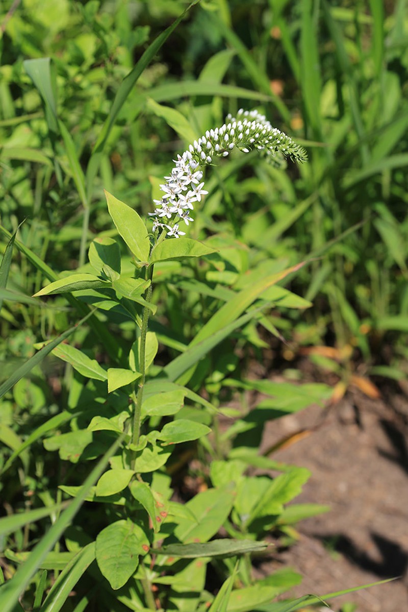 Lysimachia volkovae photo 3