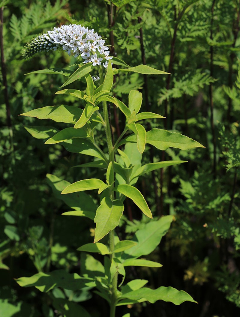 Lysimachia volkovae photo 4