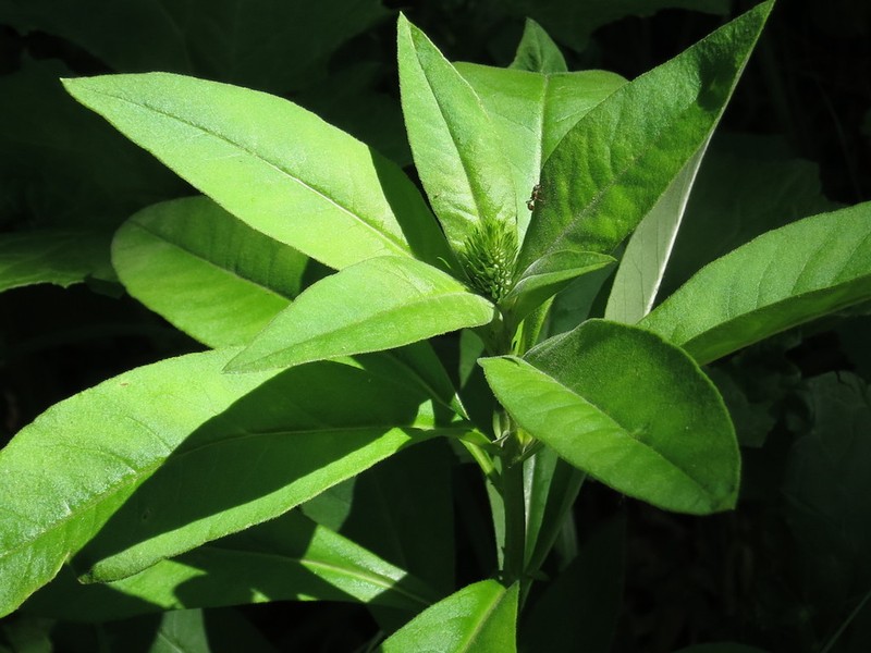 Lysimachia volkovae photo 5