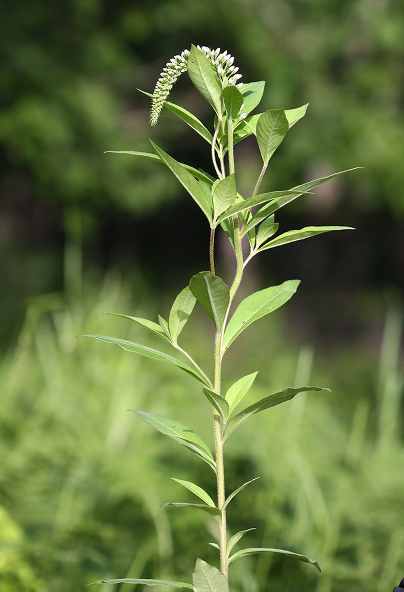 Lysimachia volkovae photo 6