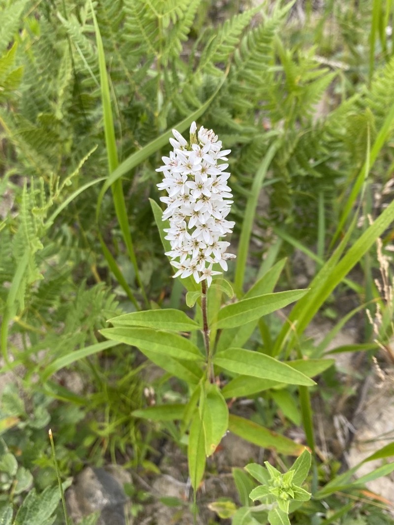 Lysimachia volkovae photo 7