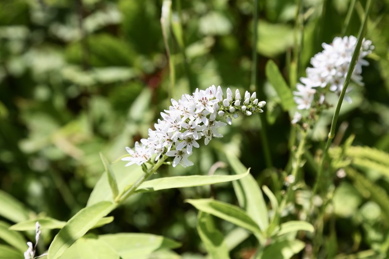 Lysimachia volkovae photo 8