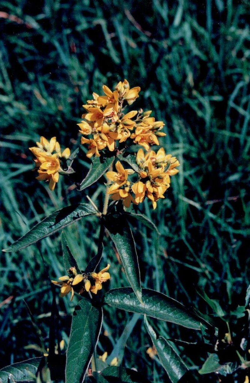 Garden Yellow Loosestrife photo 3