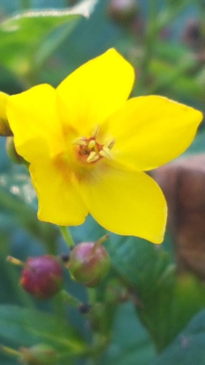 Garden Yellow Loosestrife photo 4