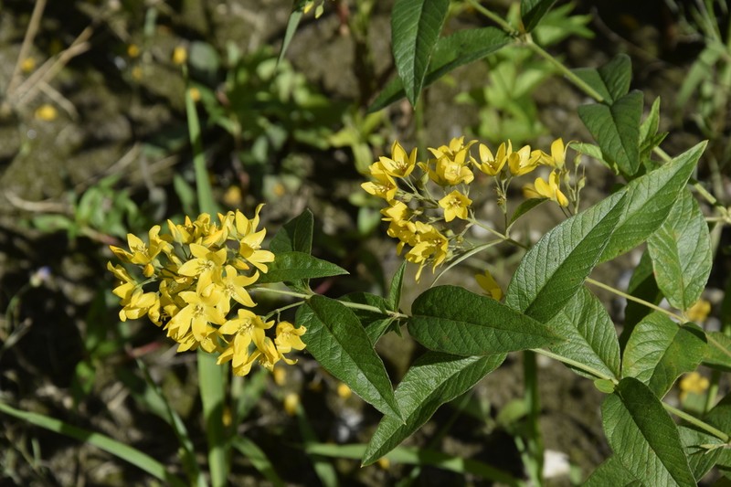 Garden Yellow Loosestrife photo 5