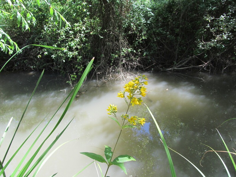 Garden Yellow Loosestrife photo 6
