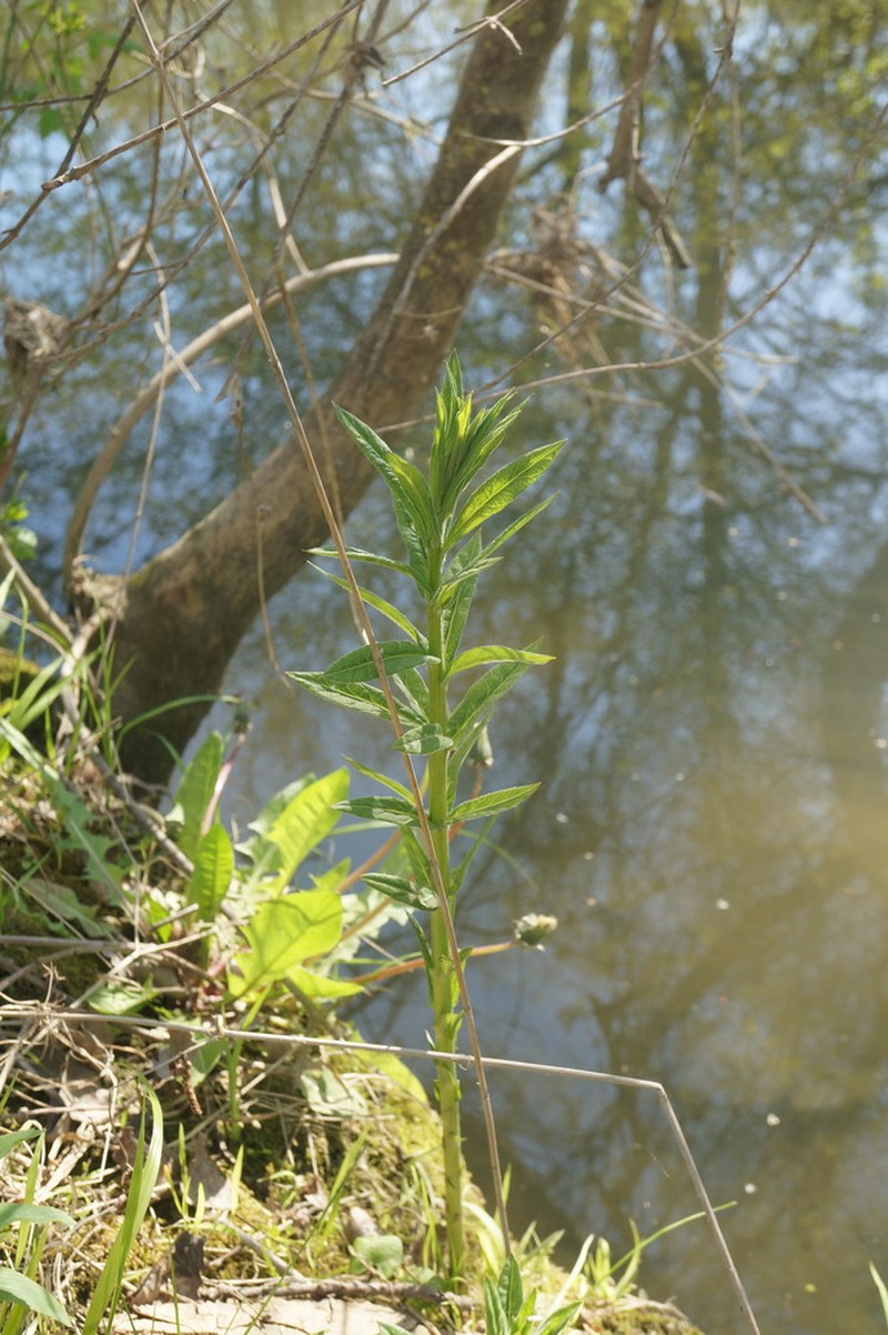 Garden Yellow Loosestrife photo 7