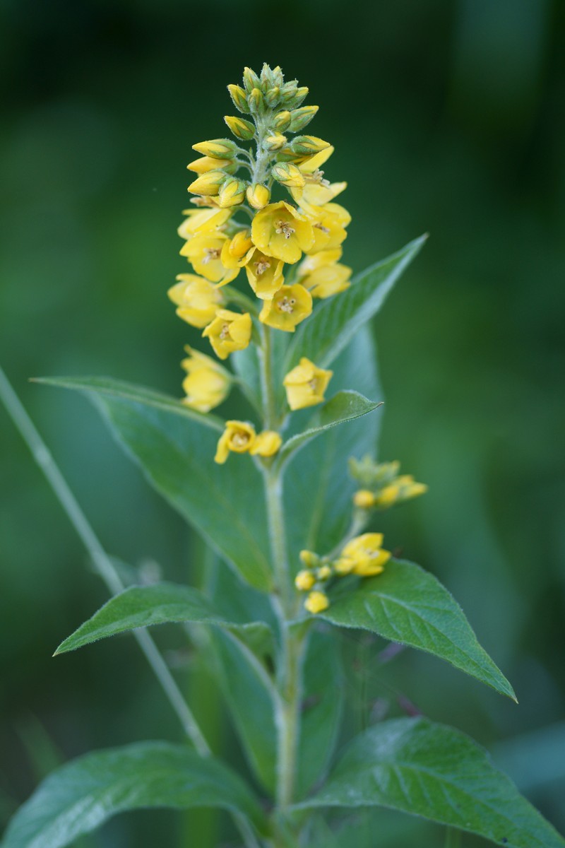 Garden Yellow Loosestrife photo 4