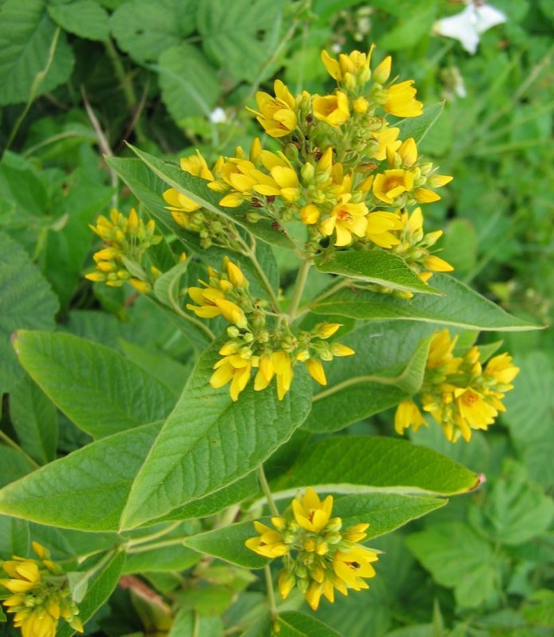 Garden Yellow Loosestrife photo 5