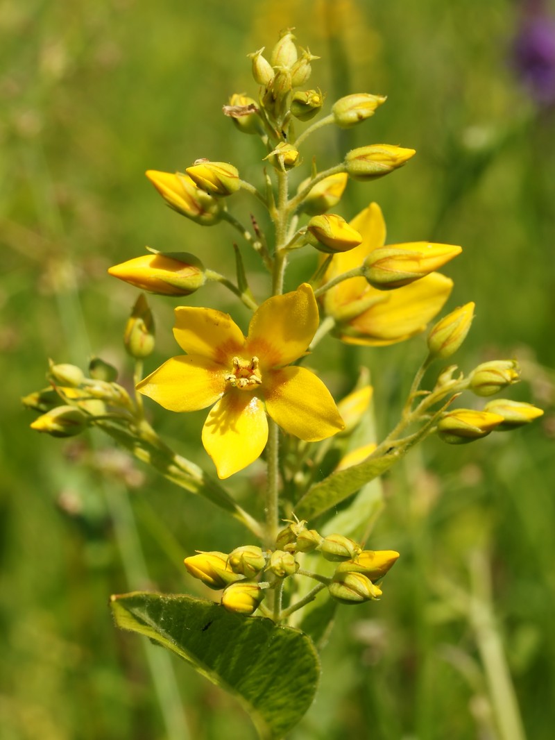 Garden Yellow Loosestrife photo 6