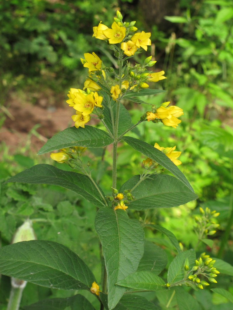 Garden Yellow Loosestrife photo 3