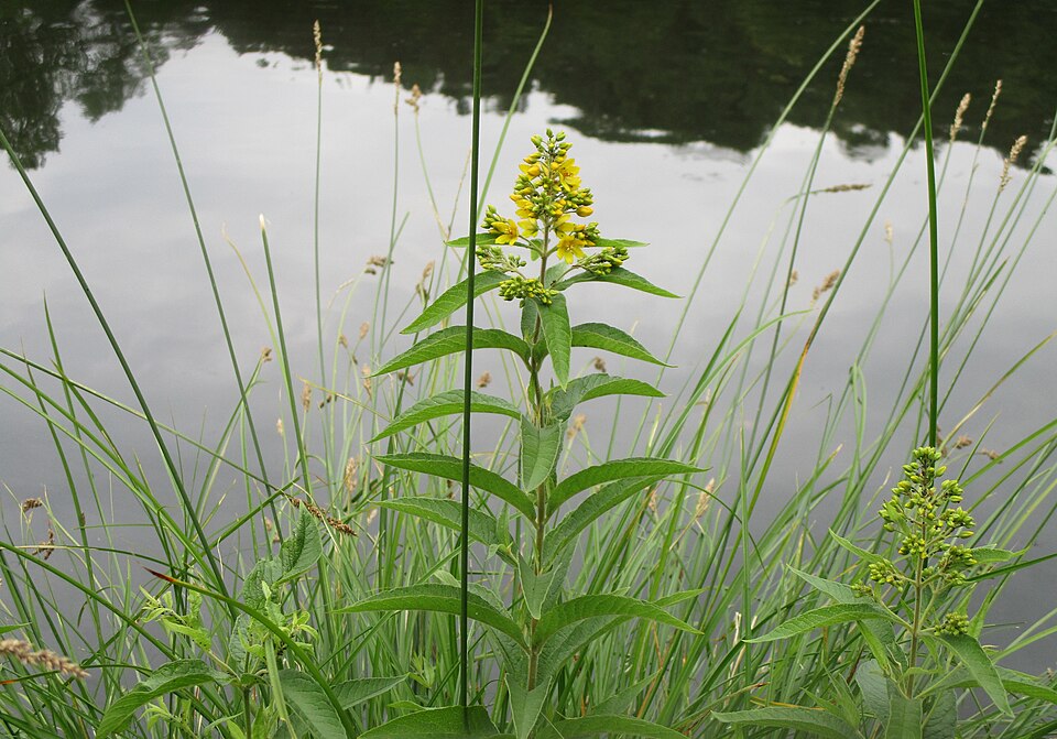Garden Yellow Loosestrife photo 7