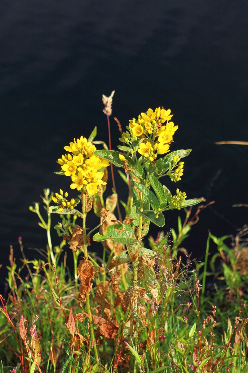 Garden Yellow Loosestrife photo 8