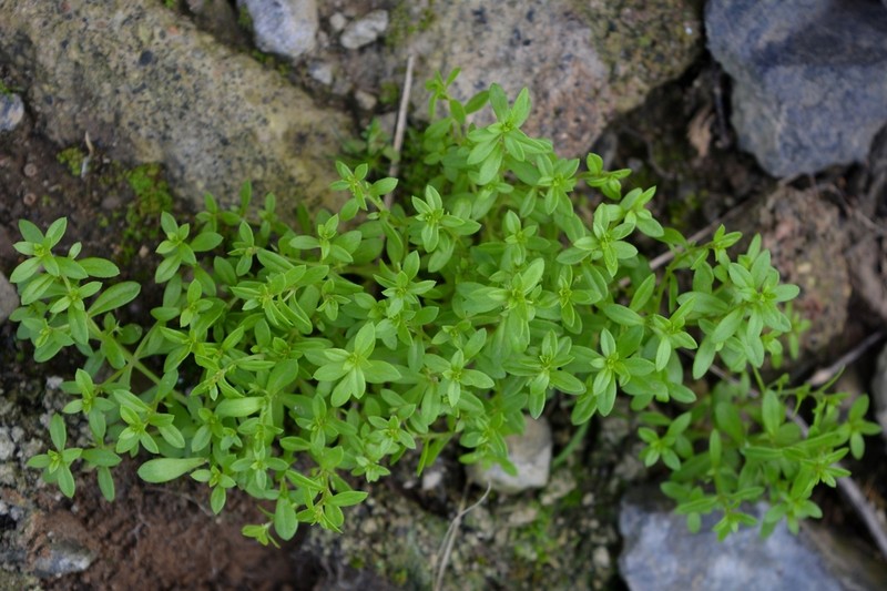 Lysimachia wildpretii
