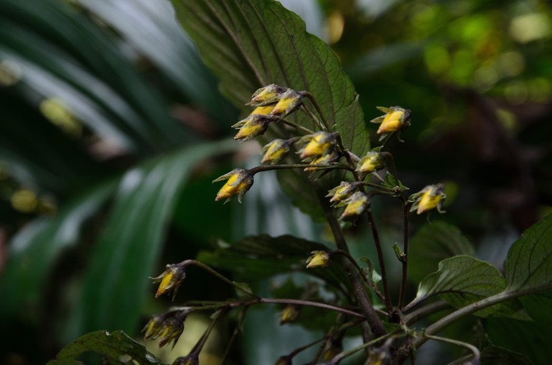Lysimachia wilsonii
