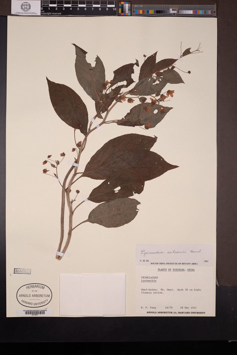 Lysimachia wilsonii photo 2