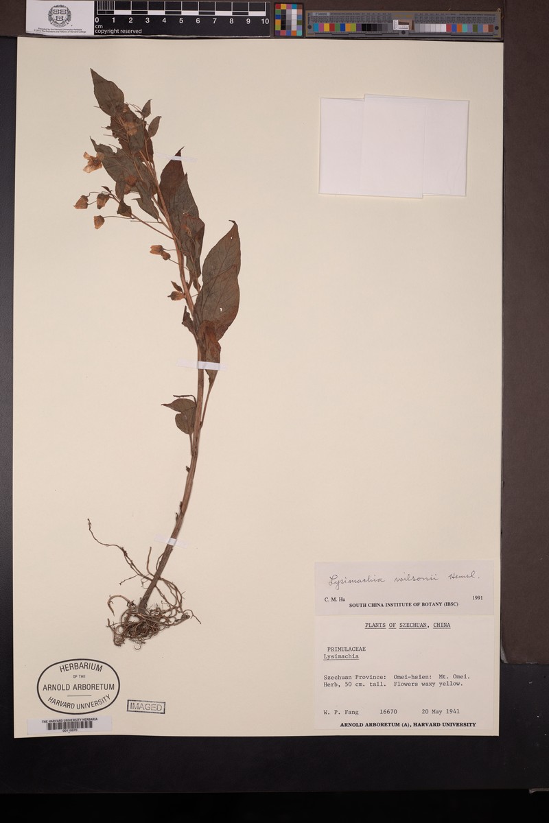 Lysimachia wilsonii photo 3