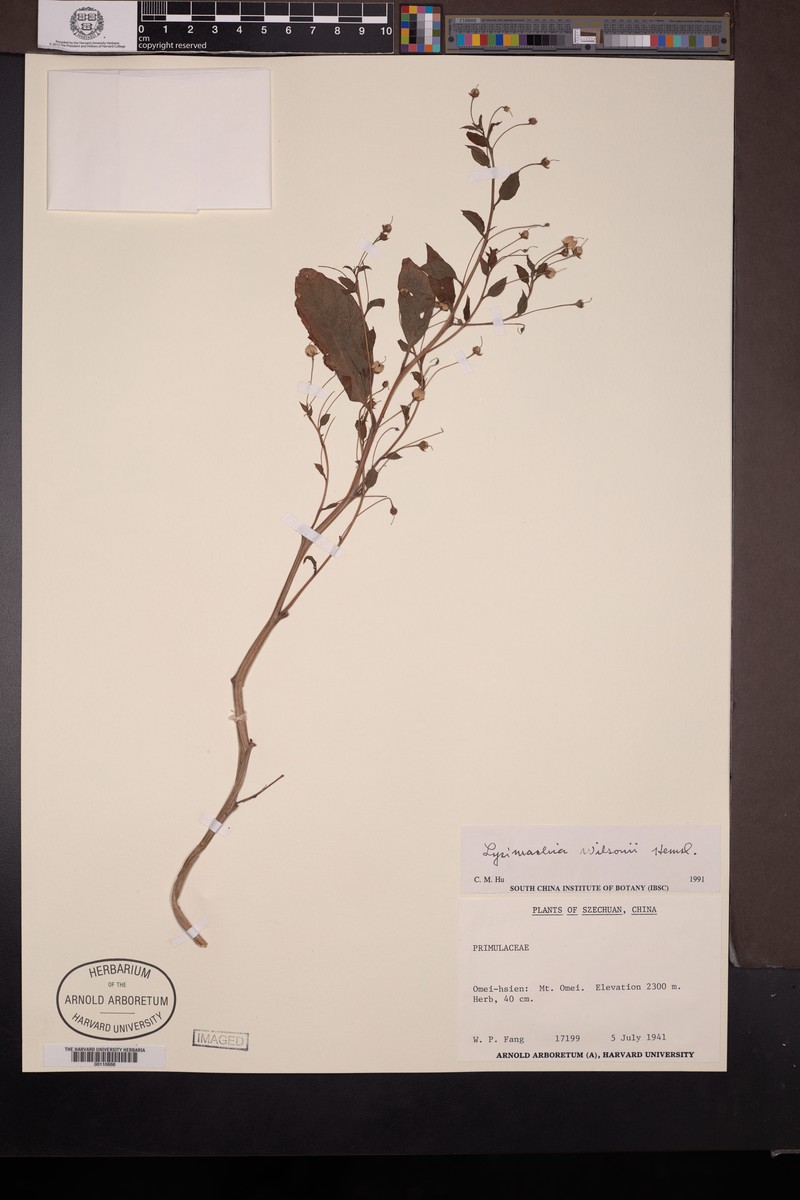 Lysimachia wilsonii photo 4