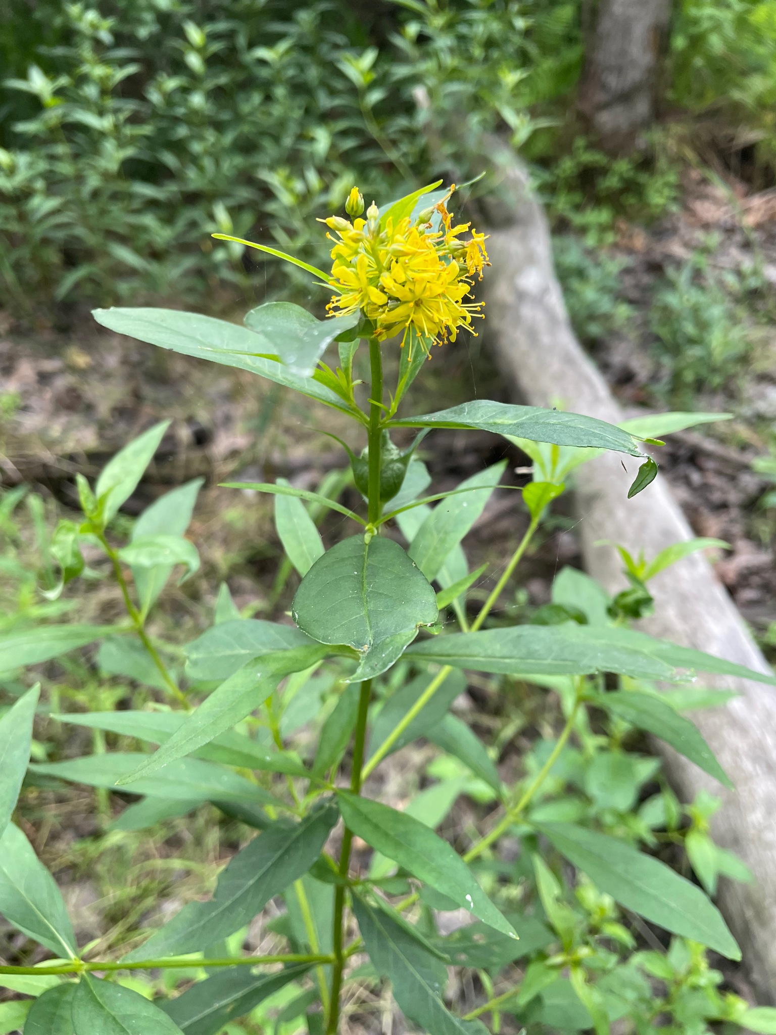 Yellow Loosestrife