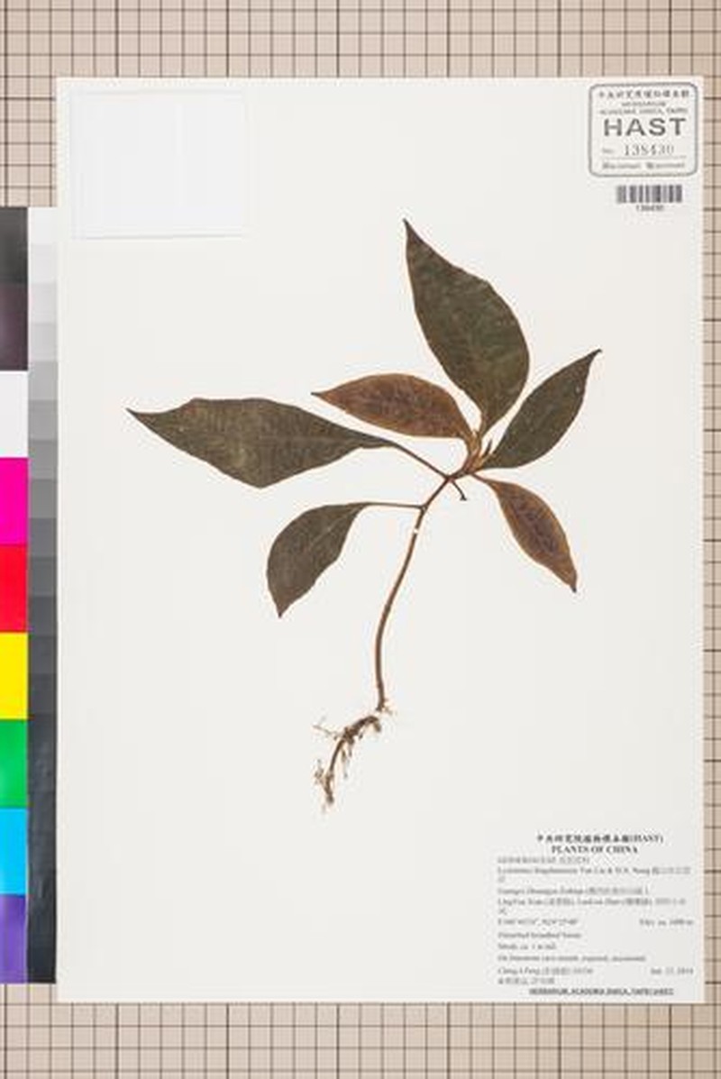 Lysionotus fengshanensis