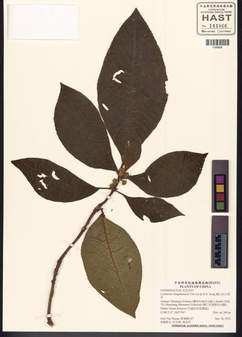 Lysionotus fengshanensis photo 2