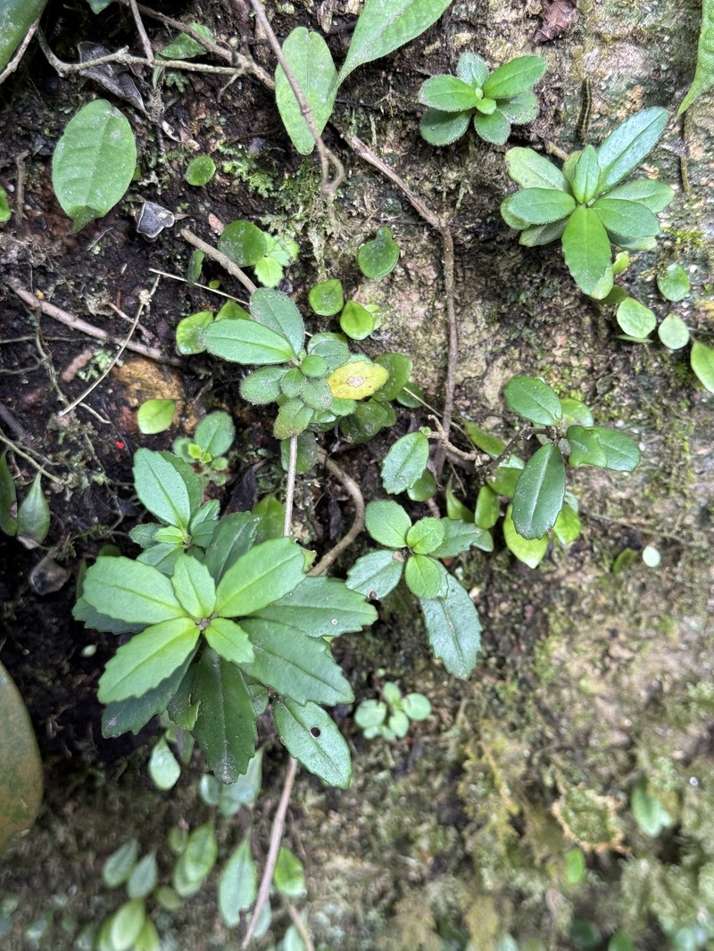 Lysionotus pauciflorus var. pauciflorus